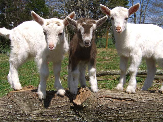 Alpine Dairy Goat Kids