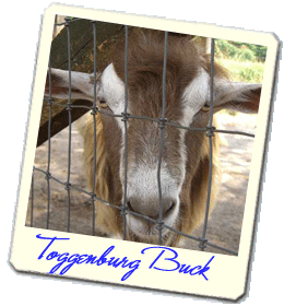 Toggenburg And Nubian Dairy Goats In Asheville Nc